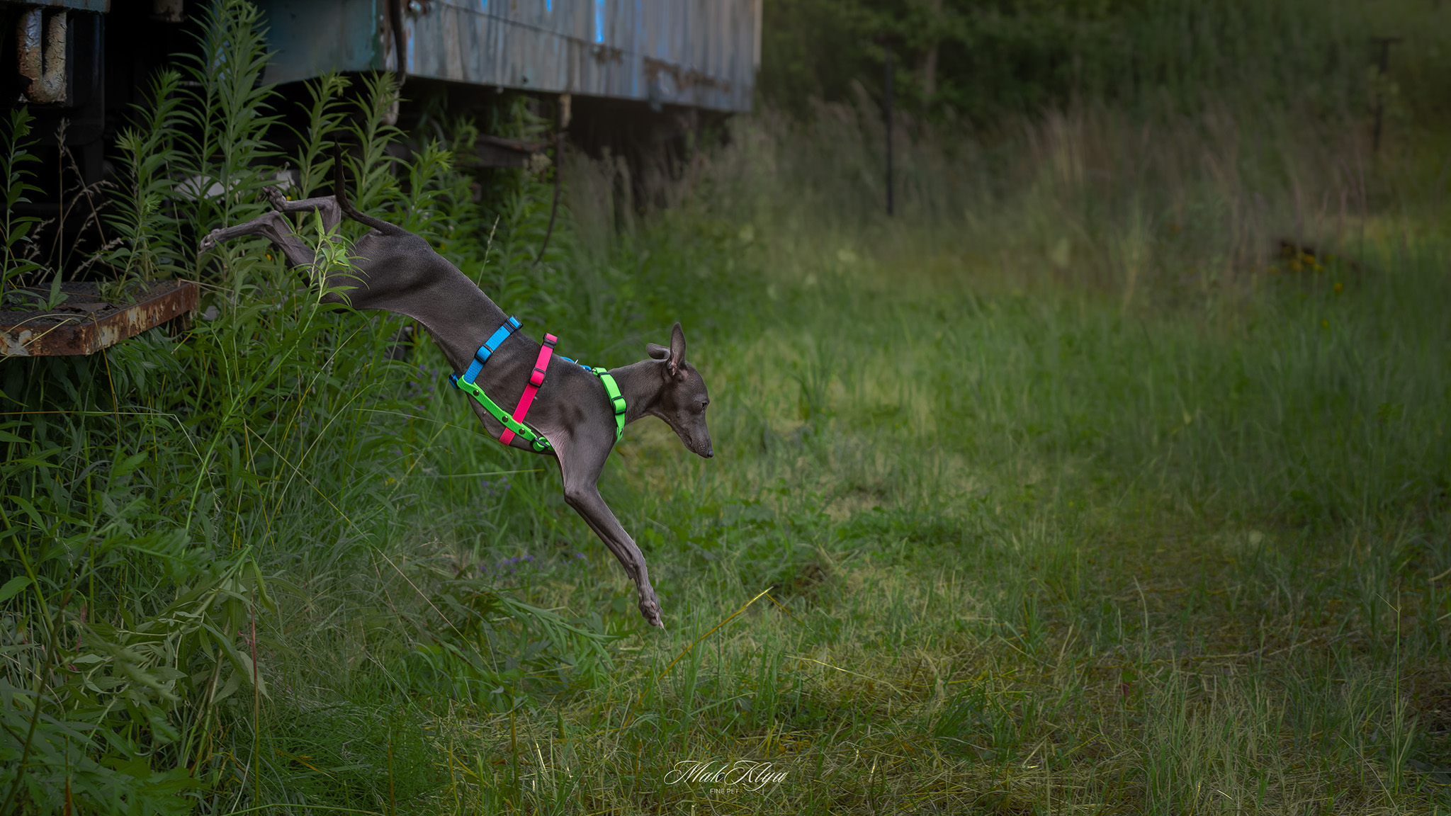 outdoor pet photography