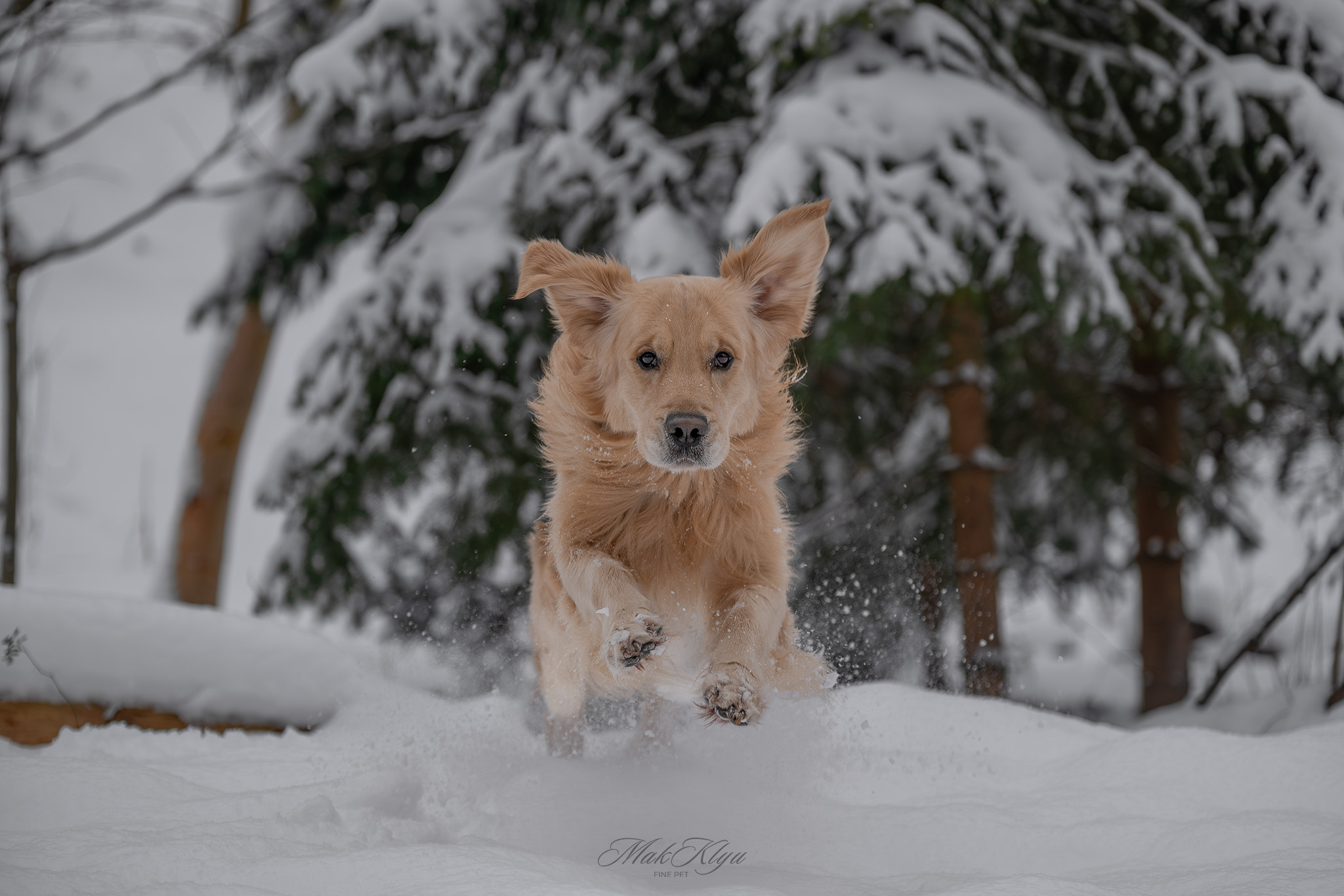 outdoor pet photogra[hy