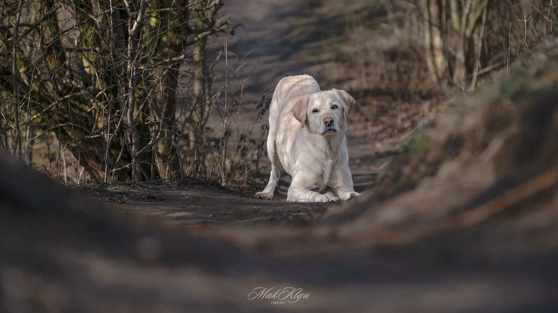 oudoor pet photography