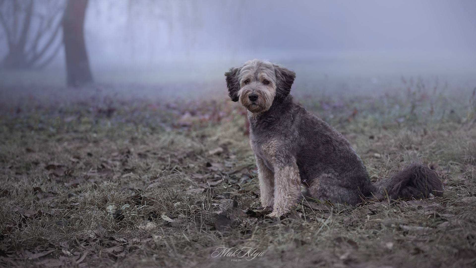 Dog sitting quietly in the morning fog.