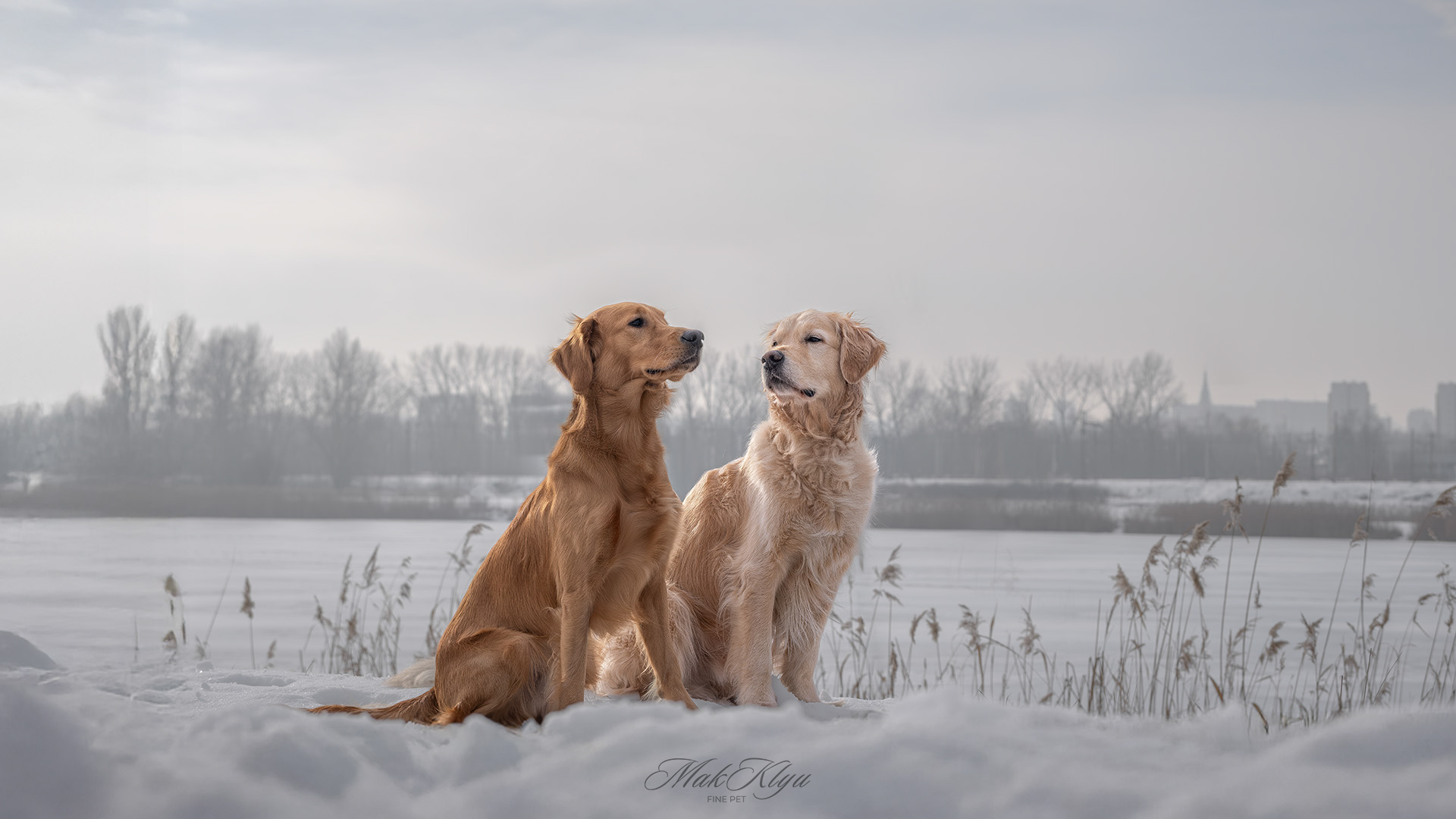 outdoor pet photography