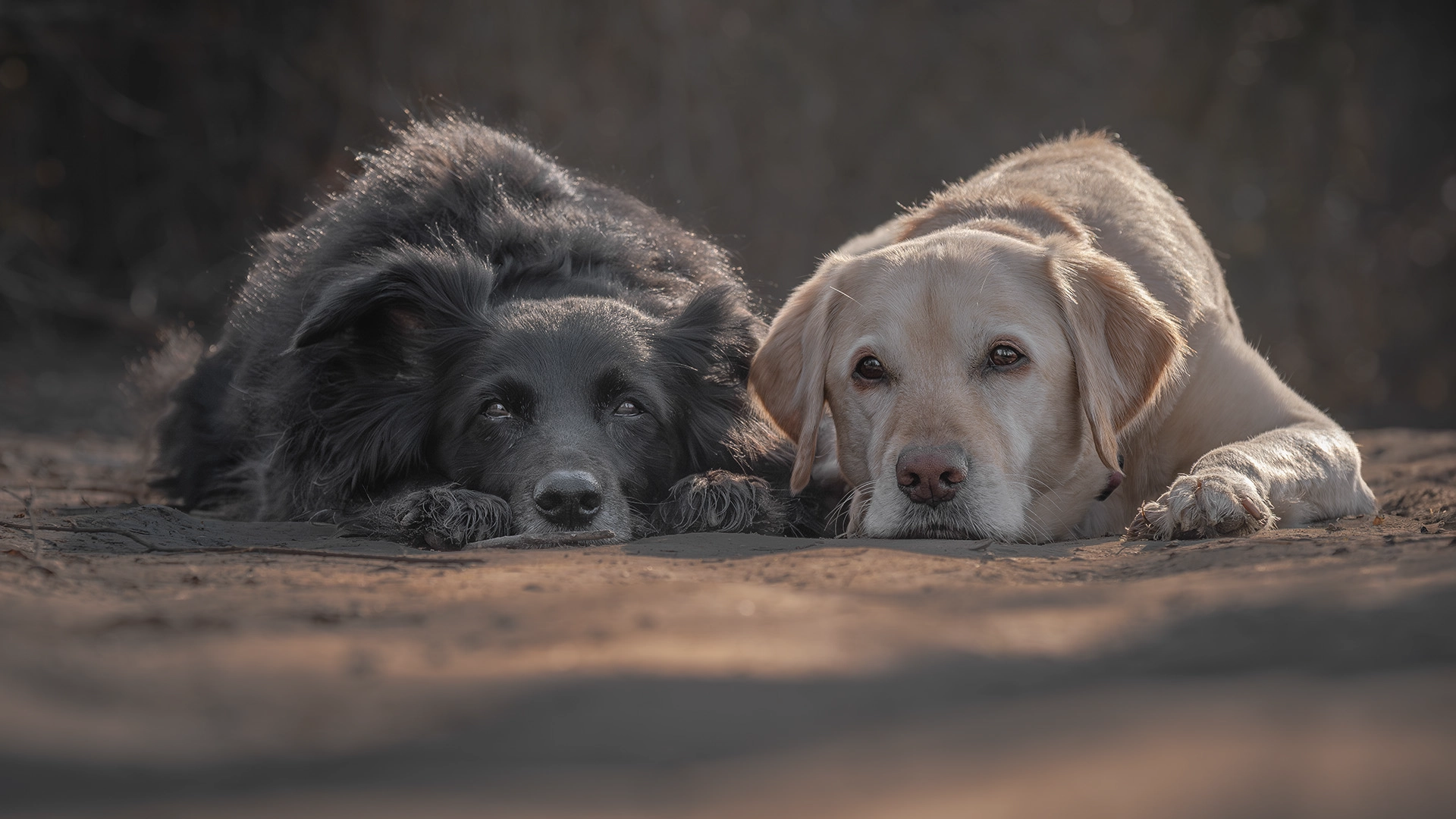 outdoor pet photography