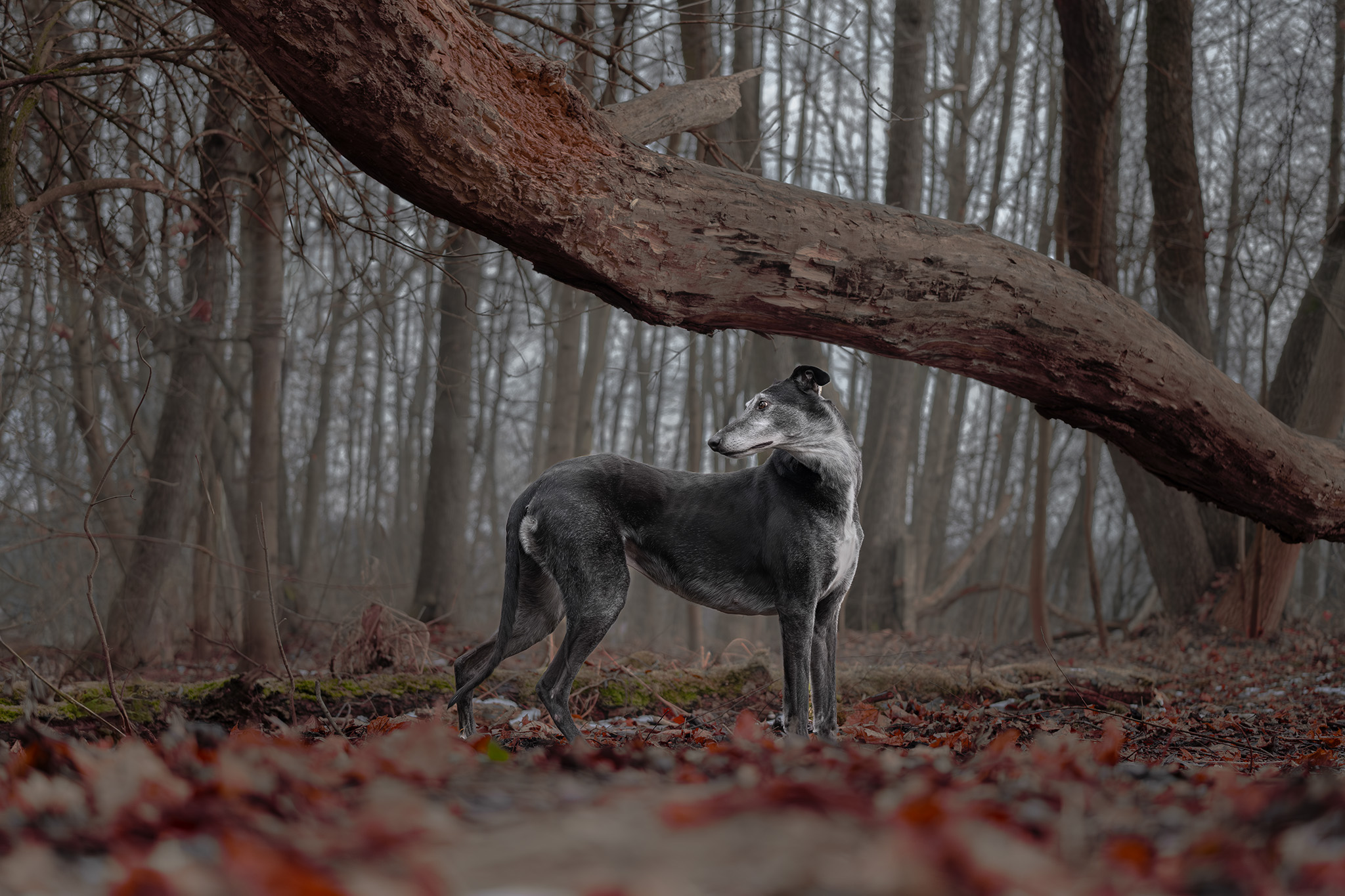 outdoor pet photography