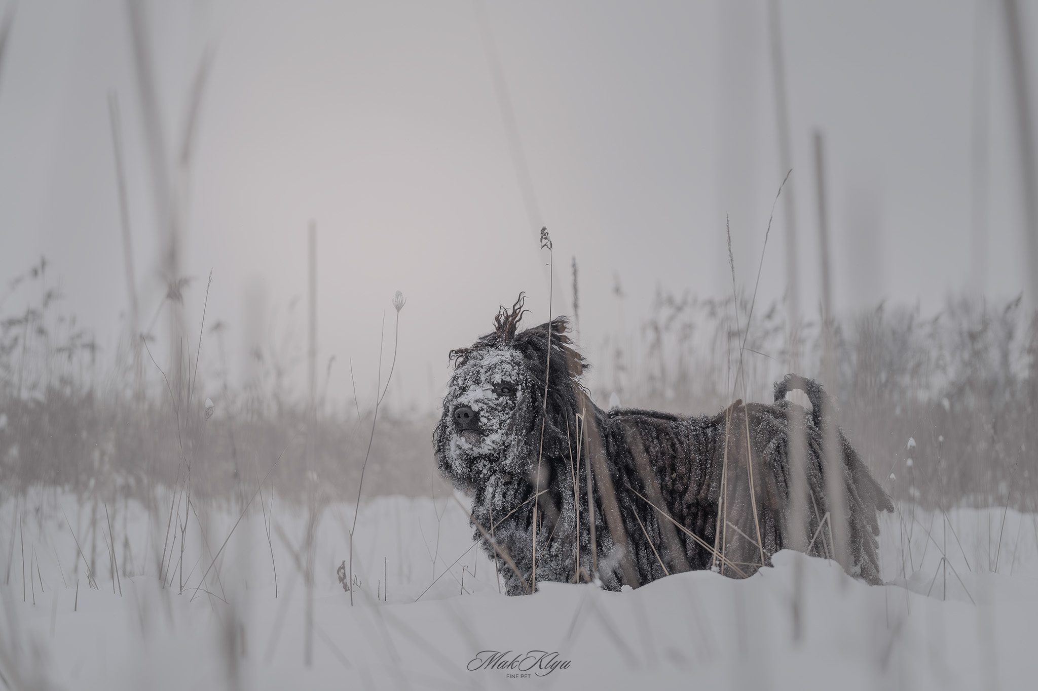 big black dog outdoor photo