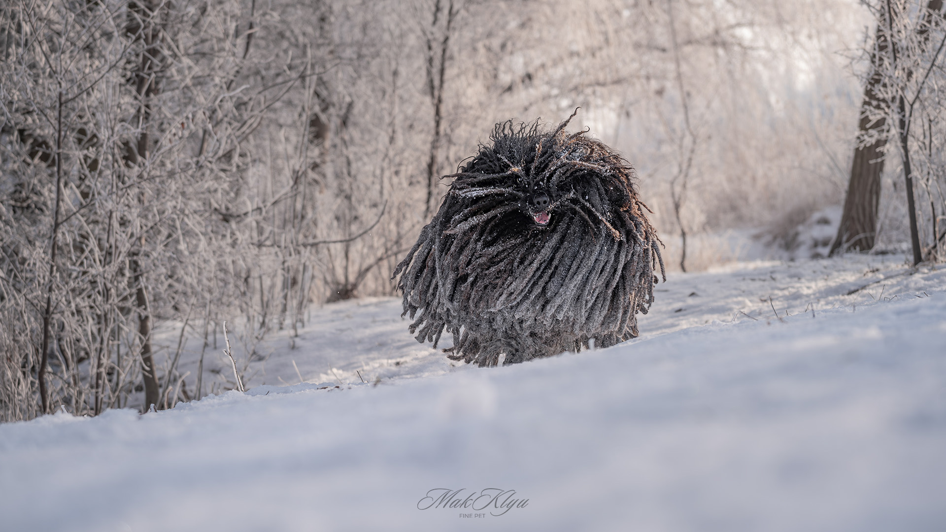 outdoor pet photography