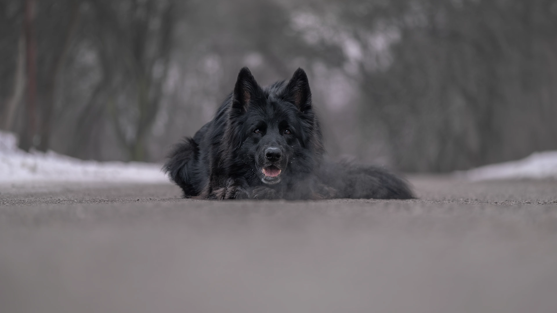 outdoor pet photography