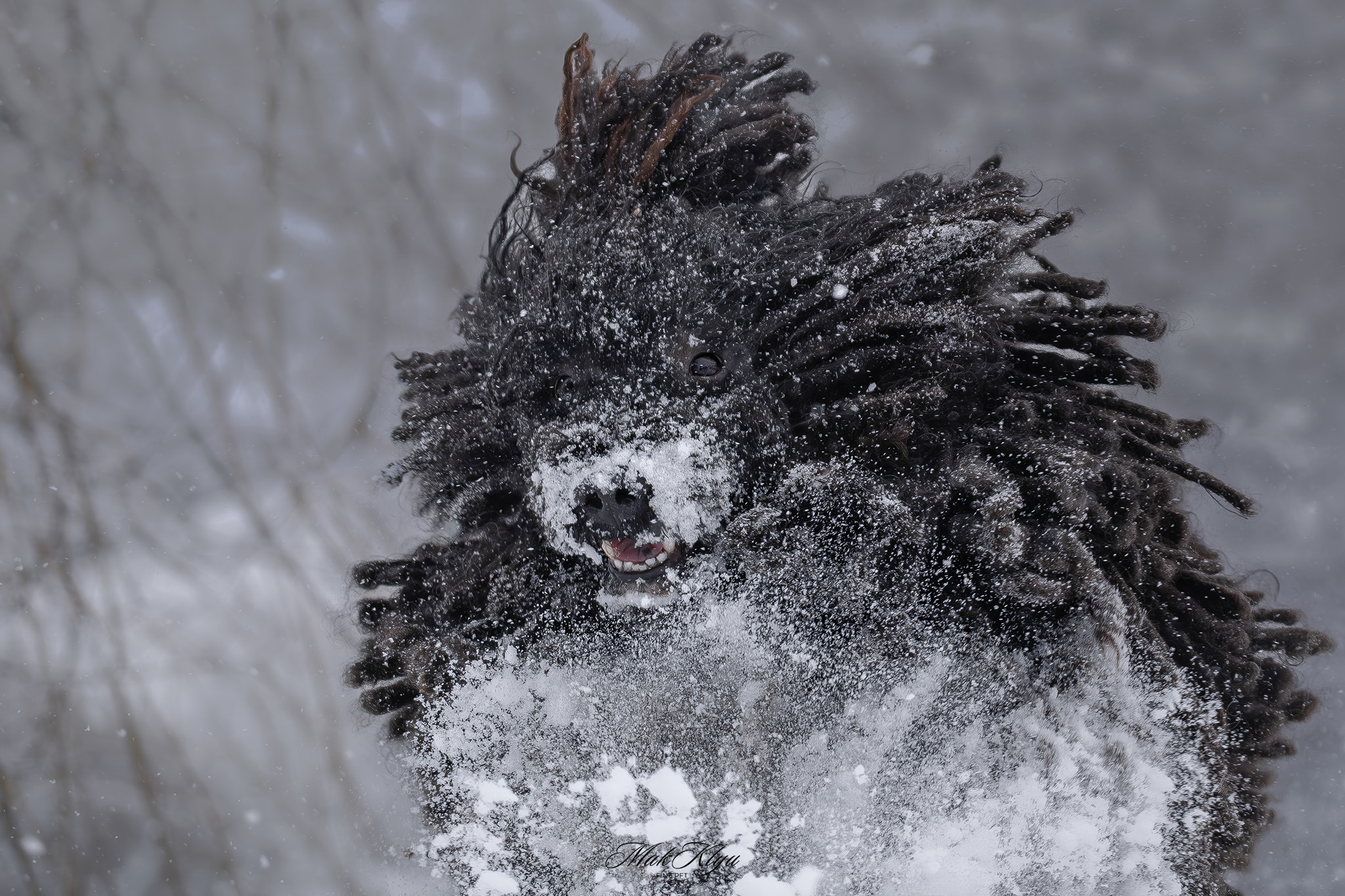 Winter Puli Visual Story: black Puli approaching through deep snow